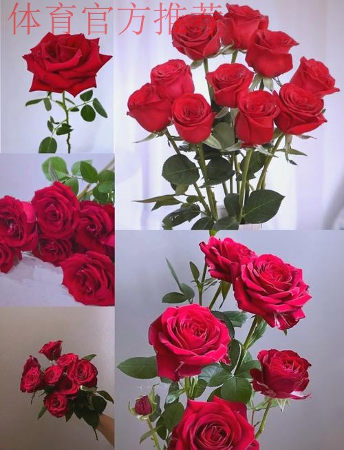 永远的经典 铿锵玫瑰至今震人心魄